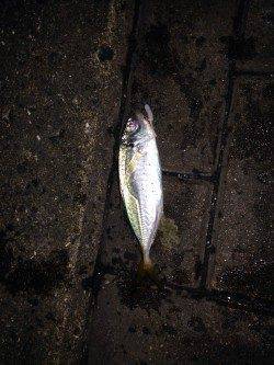 天保山アジング　6〜10のレンジ付近でフォール中にバイト