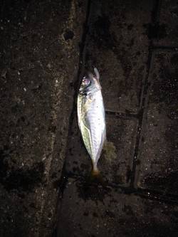 天保山アジング　6〜10のレンジ付近でフォ…