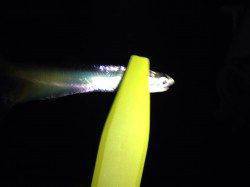 天保山アジングでサヨリ・サバ・アジ　バイトのほとんどがサヨリでした