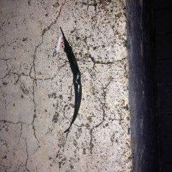 天保山アジングでサヨリ・サバ・アジ　バイトのほとんどがサヨリでした