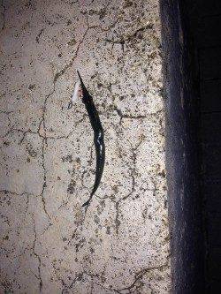 天保山アジングでサヨリ・サバ・アジ　バイトのほとんどがサヨリでした