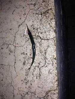 天保山アジングでサヨリ・サバ・アジ　バイト…