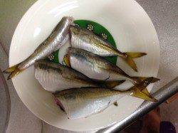 天保山アジング　6〜10のレンジ付近でフォール中にバイト