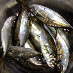 助松埠頭周辺アジング　常夜灯の下ダウンショットで中アジの釣果