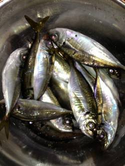 助松埠頭周辺アジング　常夜灯の下ダウンショ…