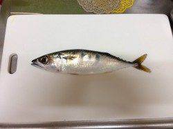 大阪南港 ワインドでタチウオを狙いましたが。。。