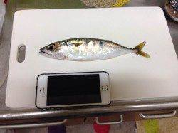 大阪南港 ワインドでタチウオを狙いましたが。。。