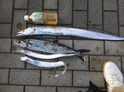 大阪南港　メタルジグ＆バイブレーションでタチウオ＆サゴシ