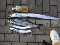 大阪南港　メタルジグ＆バイブレーションでタ…