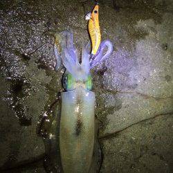 田村漁港　エギングでアオリイカ狙いはラッシュもあり　オニオコゼのゲストも