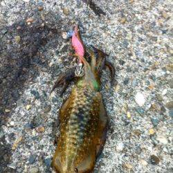 新井崎周辺エギングでアオリイカ新子　今年は渋すぎますね…