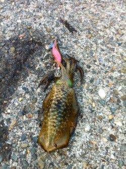 新井崎周辺エギングでアオリイカ新子　今年は渋すぎますね…