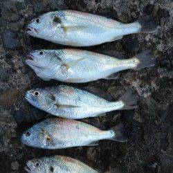 本荘人工島 投げ釣りでキス狙い釣行