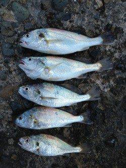 本荘人工島 投げ釣りでキス狙い釣行