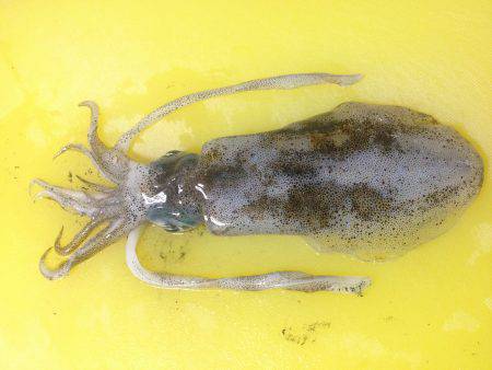 貝塚　今年初の秋イカ狙いエギングは沖目でア…