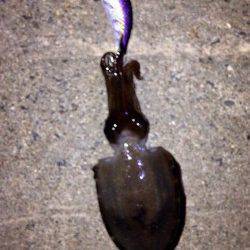 江井ヶ島周辺エギング　アオリイカ・コウイカの釣果