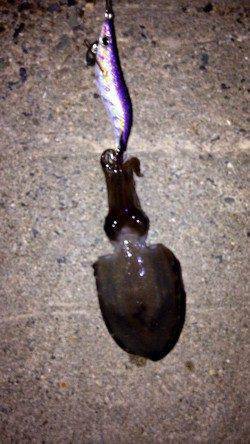 江井ヶ島周辺エギング　アオリイカ・コウイカの釣果