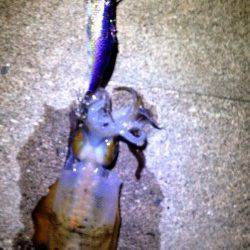 江井ヶ島周辺エギング　アオリイカ・コウイカの釣果