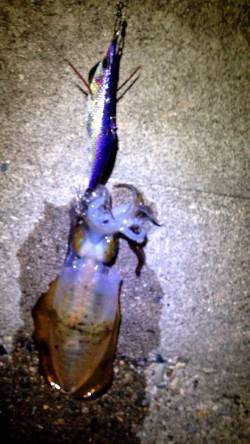 江井ヶ島周辺エギング　アオリイカ・コウイカ…