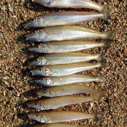 江井ヶ島の砂浜へキス狙い　近投で当たりが連発！