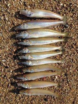 江井ヶ島の砂浜へキス狙い　近投で当たりが連発！