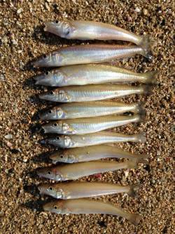 江井ヶ島の砂浜へキス狙い　近投で当たりが連…