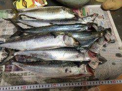 神戸沖堤で青物狙い　ジグでサワラ&アジ