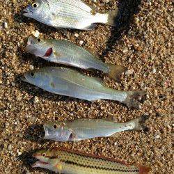 江井ヶ島の砂浜へキス狙い　近投で当たりが連発！