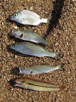 江井ヶ島の砂浜へキス狙い　近投で当たりが連発！