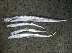 コスモで出勤前釣行　最近はメタル系の方がタチウオ釣果よいです☆