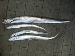 コスモで出勤前釣行　最近はメタル系の方がタ…