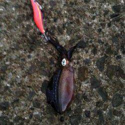 和歌浦漁港　朝5時からのタチウオ釣行　アオリイカの新子も