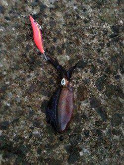 和歌浦漁港　朝5時からのタチウオ釣行　アオリイカの新子も