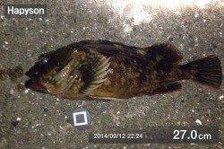 舞洲　ライトゲームでガシラ・タケノコメバル・キビレの釣果