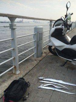 コスモで出勤前釣行　最近はメタル系の方がタチウオ釣果よいです☆