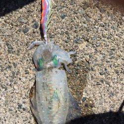 湯浅広港　ランガンエギングでアオリイカ狙い　これからはサイズも期待