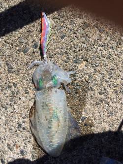 湯浅広港　ランガンエギングでアオリイカ狙い…