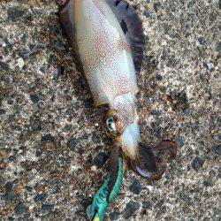 丸一日丹後半島ランガンで23バイ　蒲入エリアのアオリ今年は少ないかも…