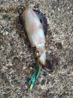 丸一日丹後半島ランガンで23バイ　蒲入エリアのアオリ今年は少ないかも…