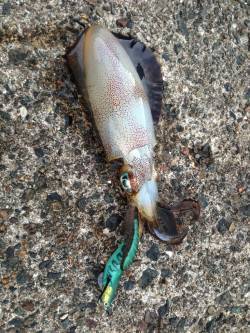 丸一日丹後半島ランガンで23バイ　蒲入エリ…