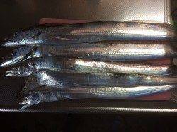 大阪南港魚つり園　タチウオワインドで1匹、バイブレーションで4匹