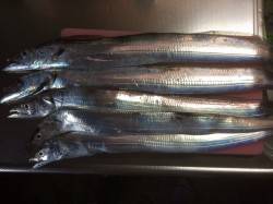 大阪南港魚つり園　タチウオワインドで1匹、…