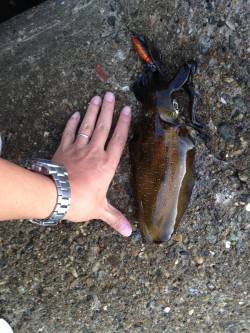 東二見人工島　エギングでアオリイカのサイズ…