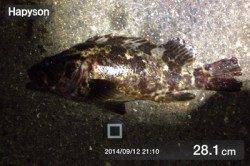 舞洲　ライトゲームでガシラ・タケノコメバル・キビレの釣果