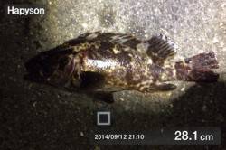 舞洲　ライトゲームでガシラ・タケノコメバル…