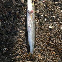 丸一日丹後半島ランガンで23バイ　蒲入エリアのアオリ今年は少ないかも…