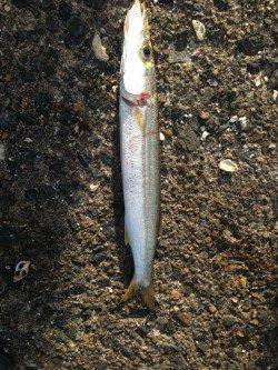 丸一日丹後半島ランガンで23バイ　蒲入エリアのアオリ今年は少ないかも…