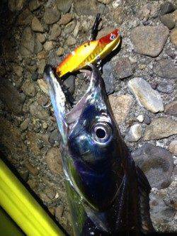 大阪南港プラグでタチウオ　日没後タチウオ順調に接岸してます