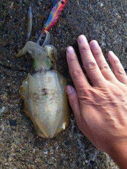 東二見人工島　エギングでアオリイカのサイズチェック