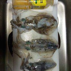 湯浅広港　ランガンエギングでアオリイカ狙い　これからはサイズも期待